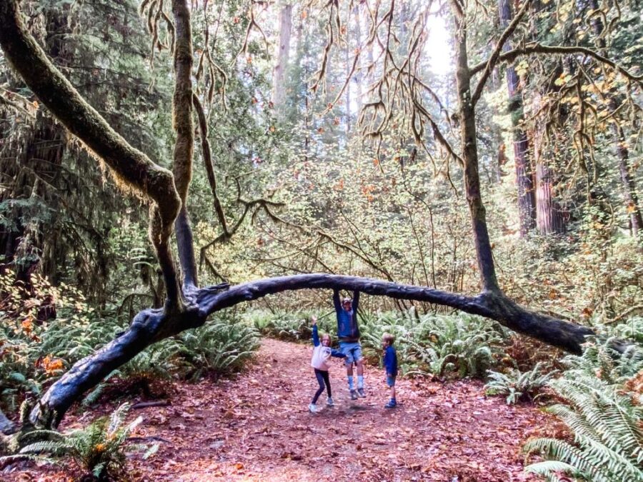 Exploring the Redwoods